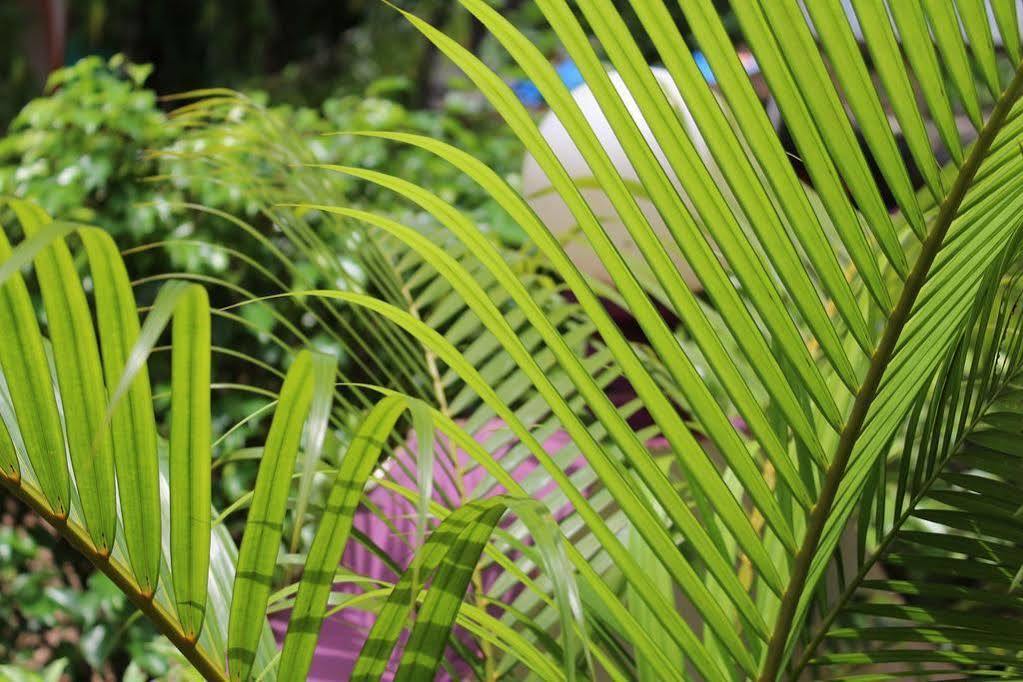 Sugar Plum Macedo Palms Bed & Breakfast Baga Luaran gambar